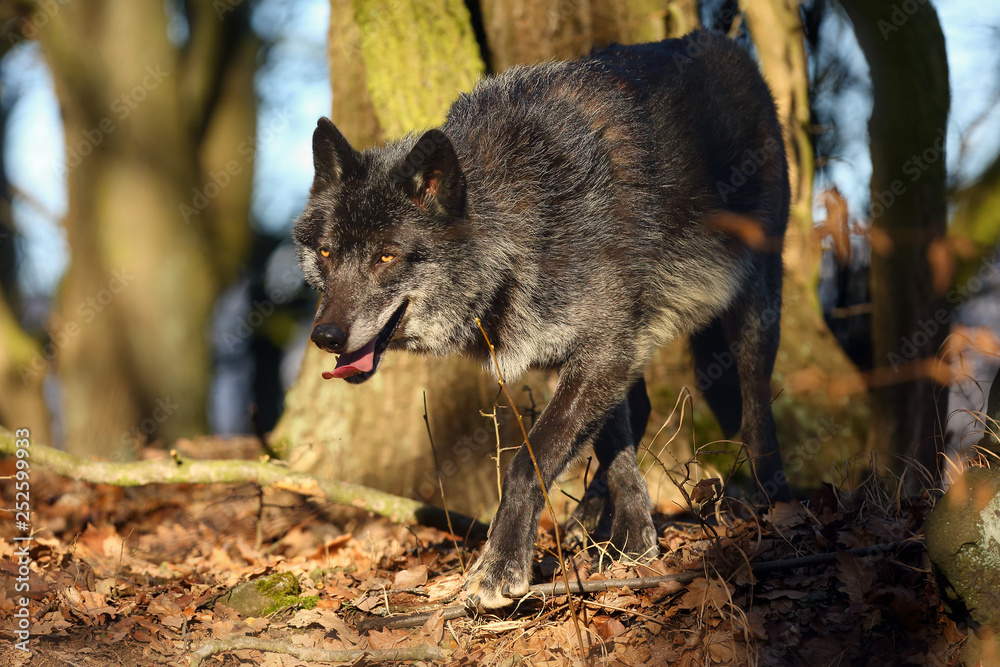 The northwestern wolf (Canis lupus occidentalis) standing in the forest. The wolf (Canis lupus), also known as the grey/gray or timber wolf. The northwestern wolf (Canis lupus occidentalis) standing in the forest. The wolf (Canis lupus), also known as the grey/gray or timber wolf.