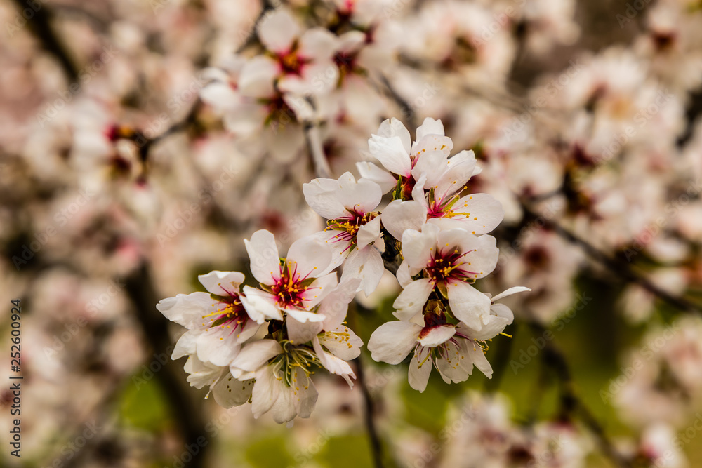 Almond trees in bloom before spring arrives in Madrid Almond trees in bloom before spring arrives in Madrid