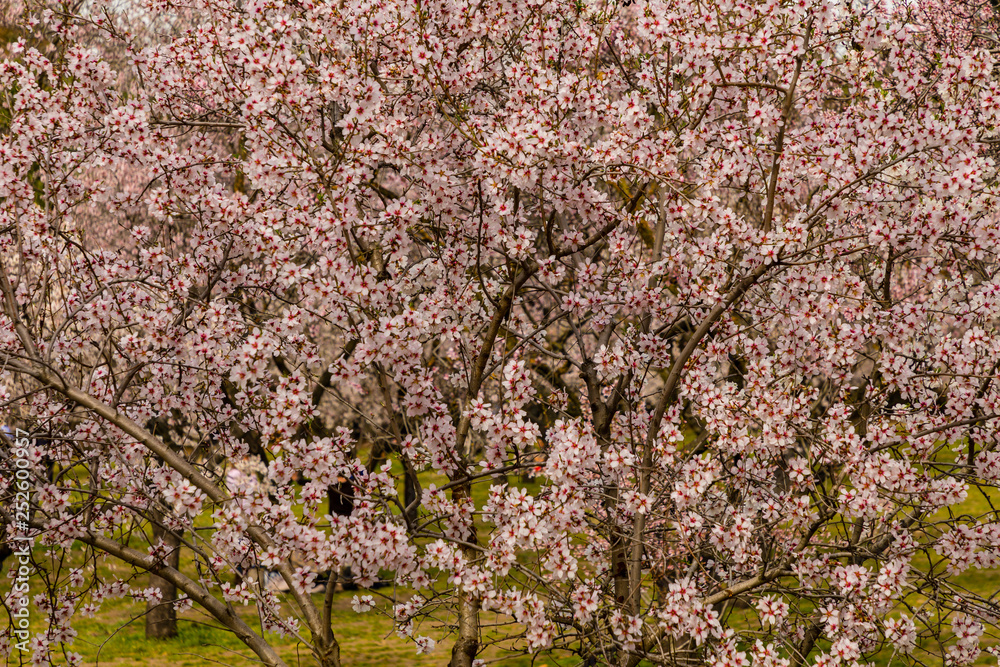Almond trees in bloom before spring arrives in Madrid