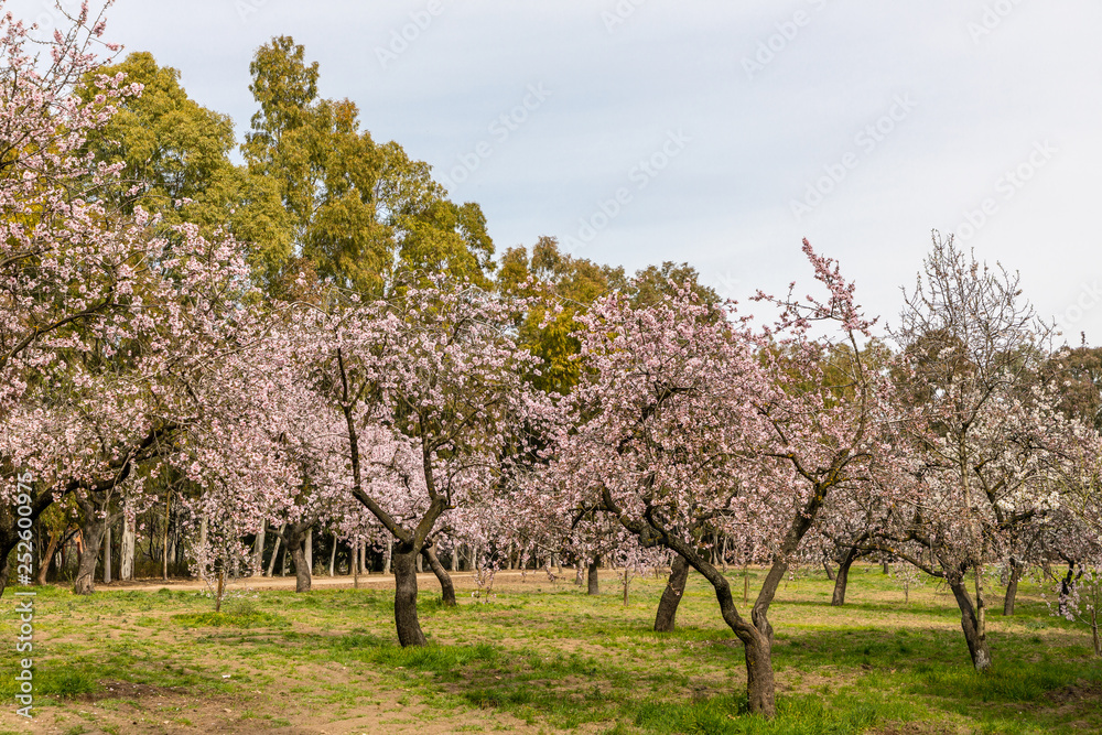 Almond trees in bloom before spring arrives in Madrid Almond trees in bloom before spring arrives in Madrid