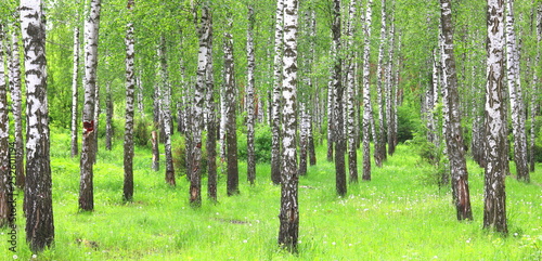 Beautiful birch trees with white birch bark in birch grove
