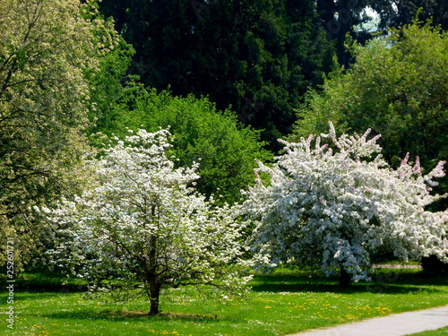 Frühlingsimpressionen mit blühenden Bäumen