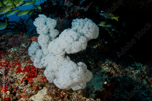 Fototapeta Naklejka Na Ścianę i Meble -  Coral Reef at the Maldives 
