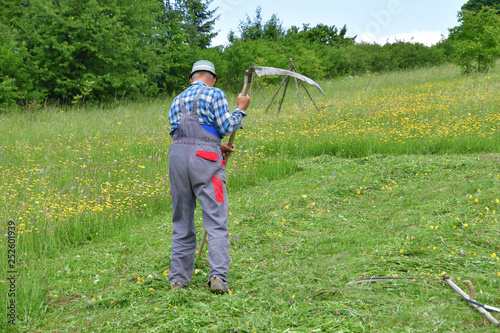 Farmer mowing grass traditional way with hand scythe
