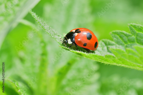 ladybug walking on the green grass macro photo
