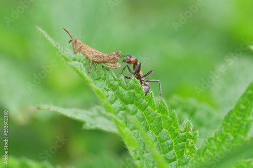 grasshoppers and ant on the green leaf macro detail 