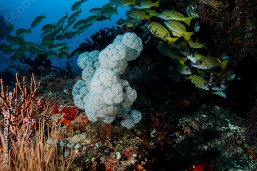 Fototapeta Naklejka Na Ścianę i Meble -  Coral Reef at the Maldives 