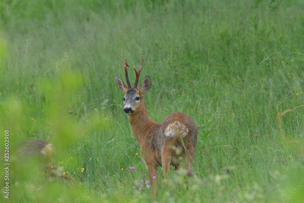 Young small roedeer with antler walking the meadow close up Young small roedeer with antler walking the meadow close up