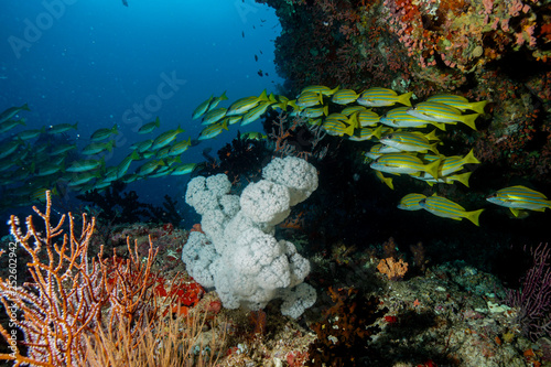 Fototapeta Naklejka Na Ścianę i Meble -  Coral Reef at the Maldives 