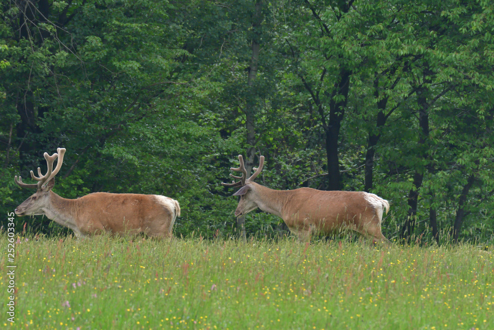 Fototapeta premium Deer buck with growing antler grazing the grass