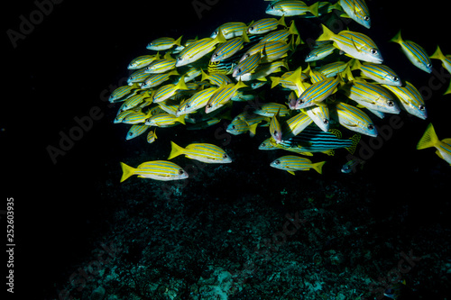 Fototapeta Naklejka Na Ścianę i Meble -  Coral Reef at the Maldives 