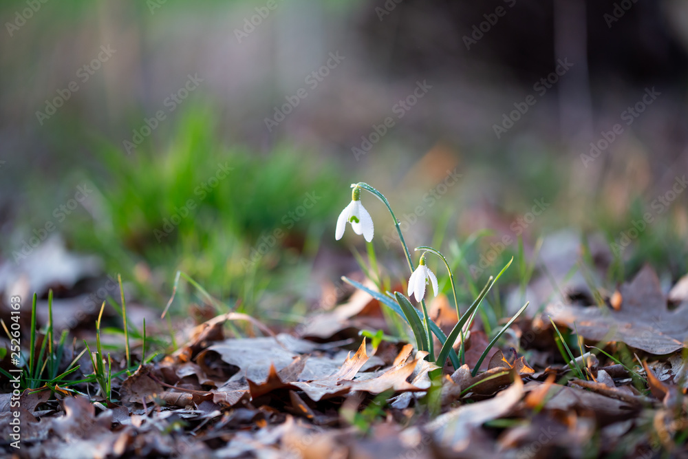 Spring flower snowdrop is the first flower in the end of winter and the beginning of spring. Spring flower snowdrop is the first flower in the end of winter and the beginning of spring.