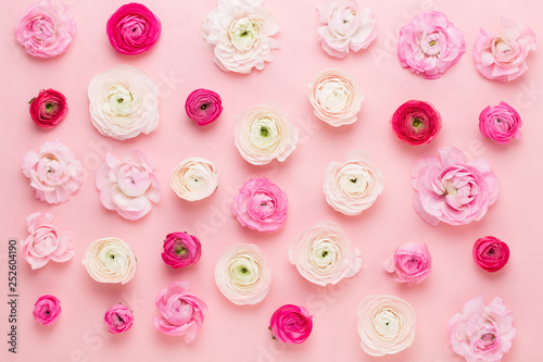 Beautiful colored ranunculus flowers on a pink  background. Spring greeting card.