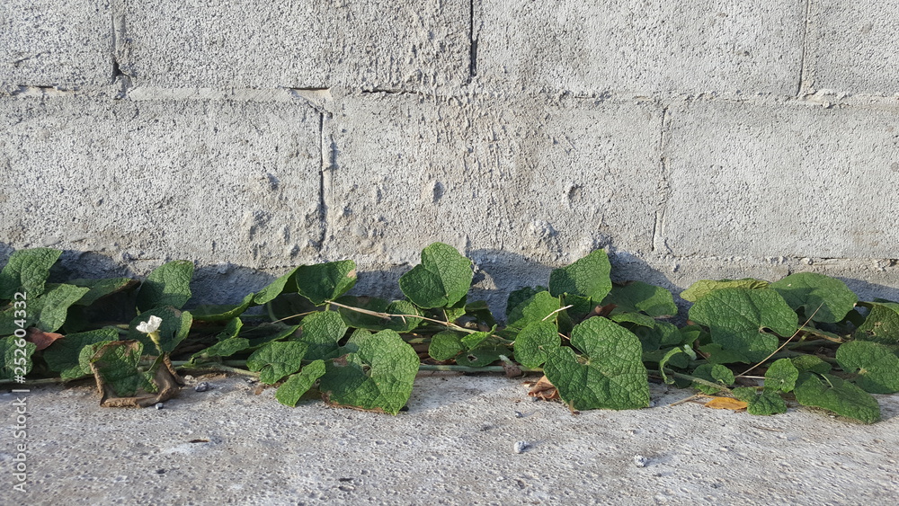 Fototapeta vine on the ground with concrete brick wall, sunlight and copy space