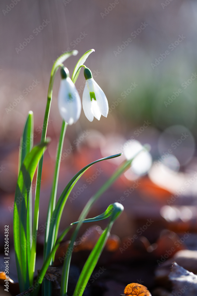  Spring flower snowdrop is the first flower in the end of winter and the beginning of spring. - obrazy, fototapety, plakaty 