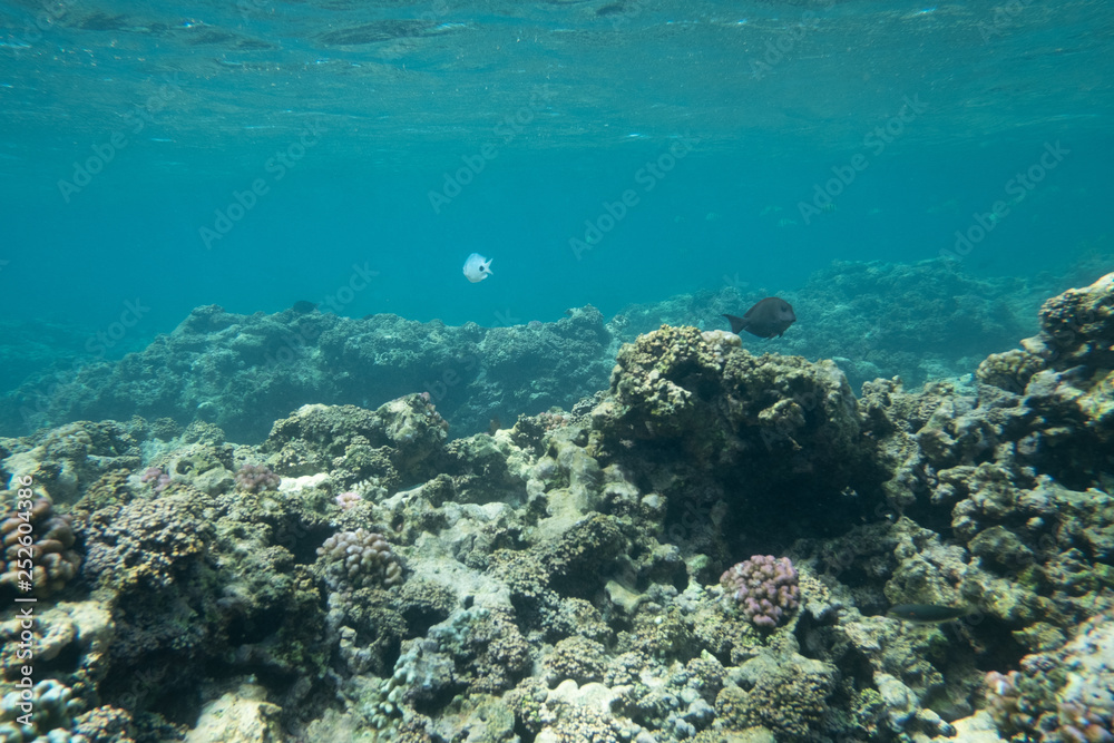 Tropical coral reef fish