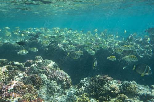 Fototapeta Naklejka Na Ścianę i Meble -  Tropical coral reef fish