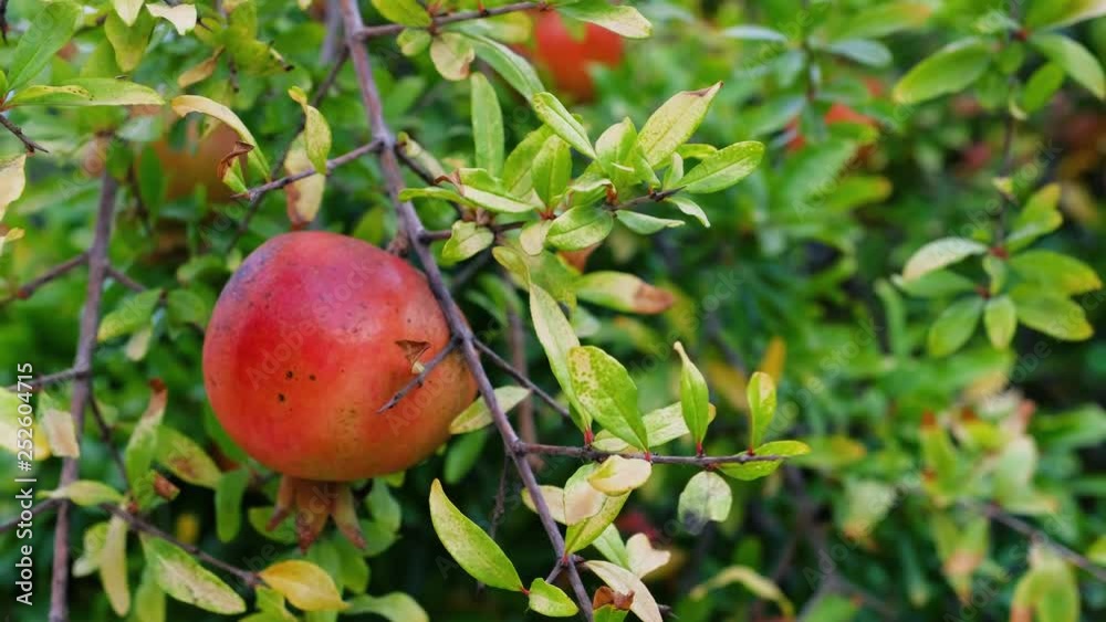 Ripe organic Pomegranates hanging on a branch in orchard. Pomegranate fruit. Ripe organic Pomegranates hanging on a branch in orchard. Pomegranate fruit.
