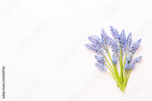 Fototapeta Naklejka Na Ścianę i Meble -  Spring blue muscari flowers. Muscari flowers on pink pastel background. Spring greeting card.