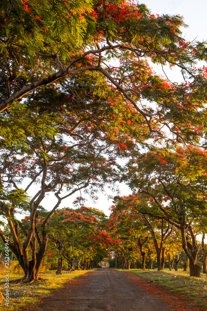 Fototapeta premium Red trees