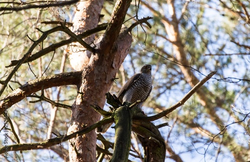 Habicht auf einem Baum  photo