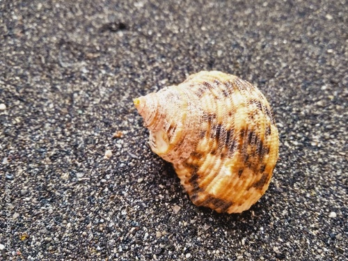 Beautiful sea shell on black sea sand close up