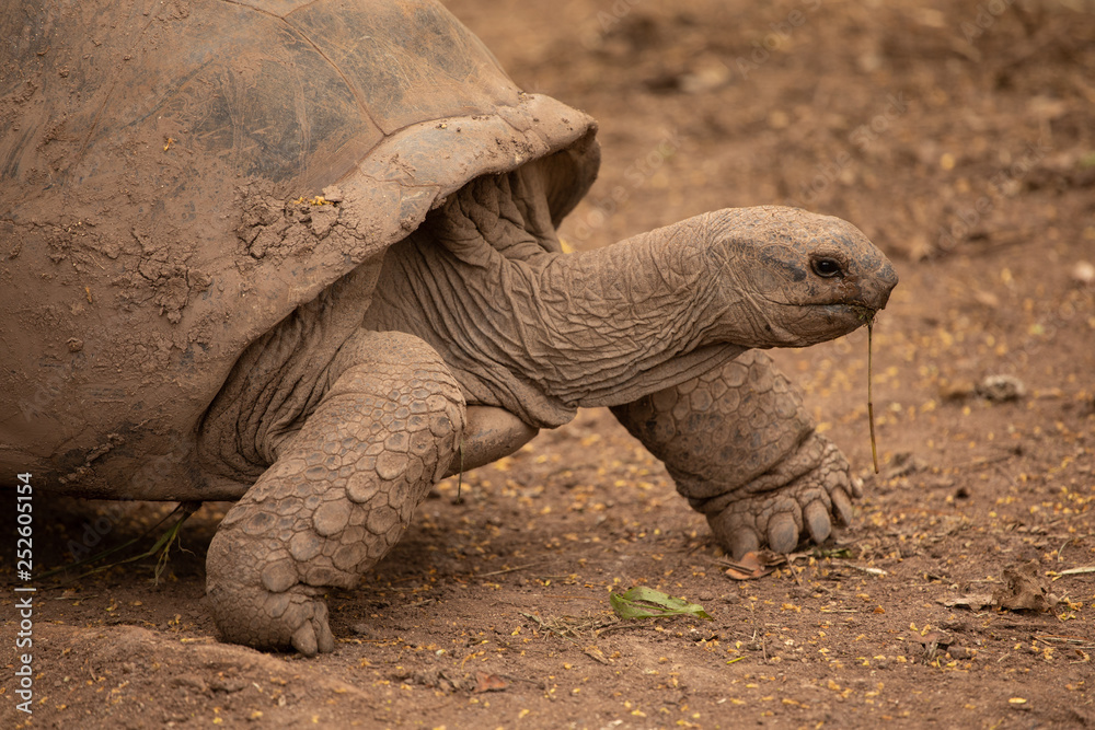Obraz premium Giant tortoise
