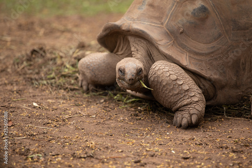 Giant tortoise Mauritius