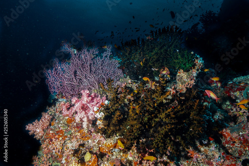 Fototapeta Naklejka Na Ścianę i Meble -  Coral Reef at the Maldives 