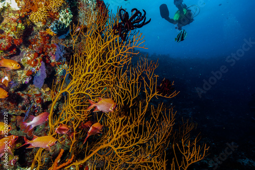 Fototapeta Naklejka Na Ścianę i Meble -  Coral Reef at the Maldives 