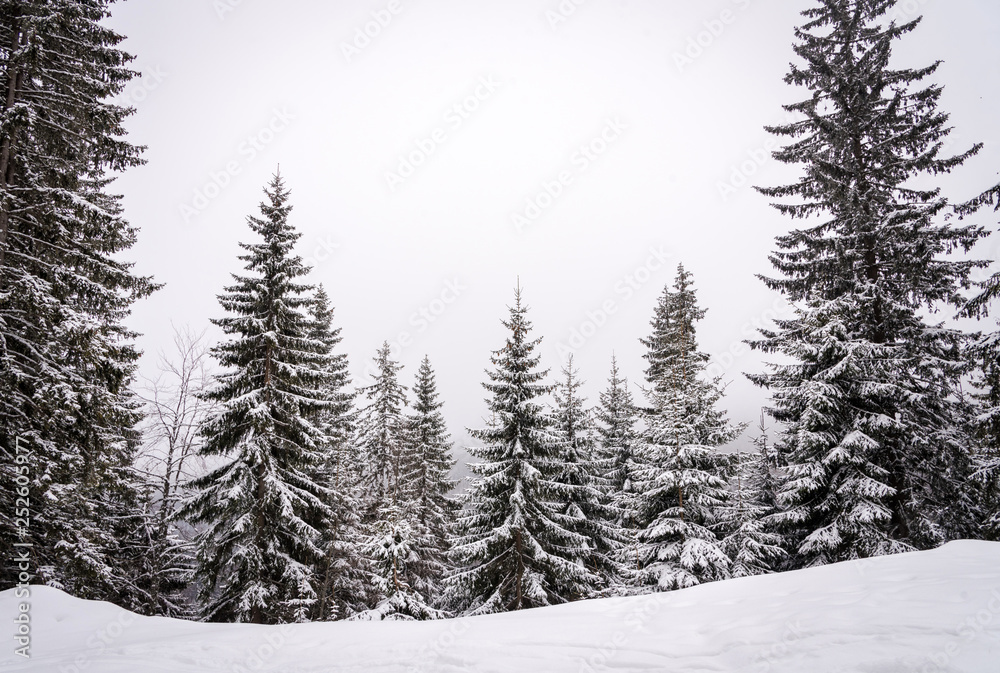 Snowy landscape - pine tree forest in a winter day Snowy landscape - pine tree forest in a winter day