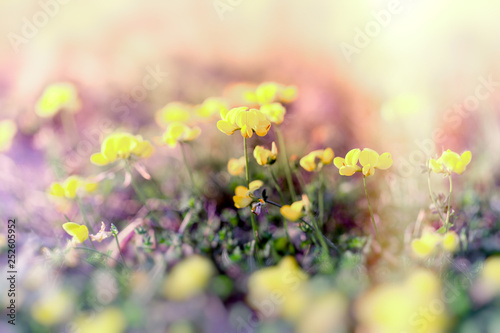 Fototapeta Naklejka Na Ścianę i Meble -  Selective focus on yellow flower, flowering flowers in meadow