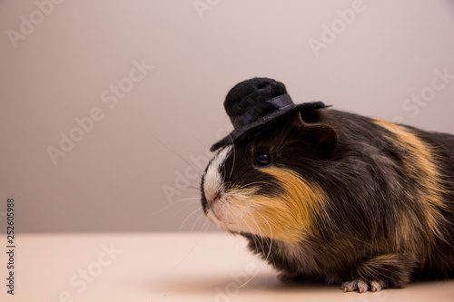 Little funny guinea pig in black hat. Cavy in hat .