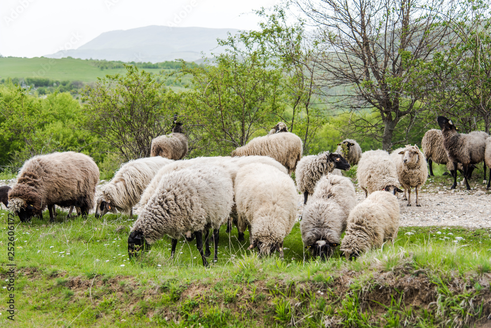 Sheep herd grazing fresh grass. Spring image. Bulgaria, Eastern Europe Sheep herd grazing fresh grass. Spring image. Bulgaria, Eastern Europe