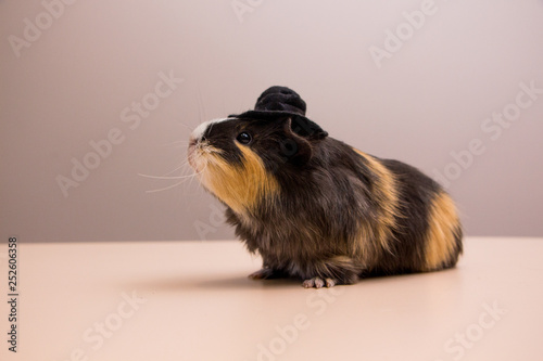 Little funny guinea pig in black hat. Cavy in hat .
