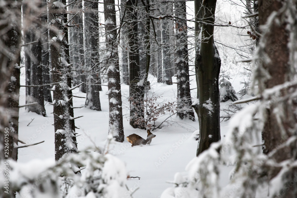 Obraz premium Deer in winter forest