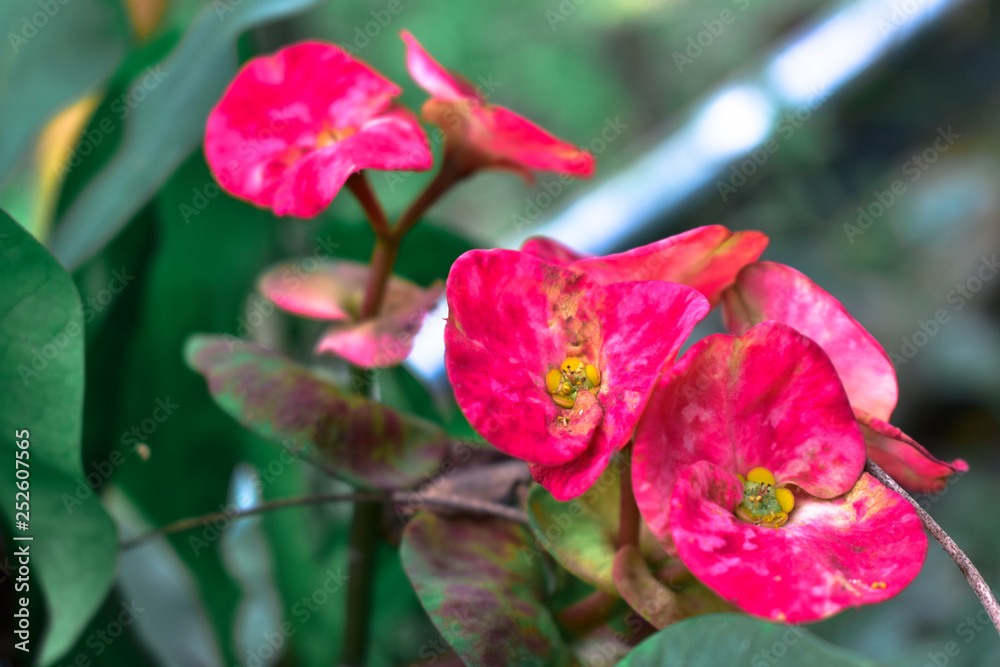 Red and pink flowers