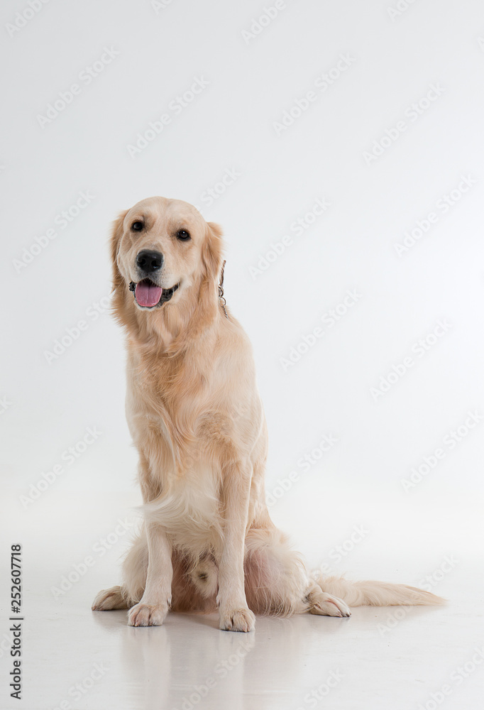 labrador dog on white background