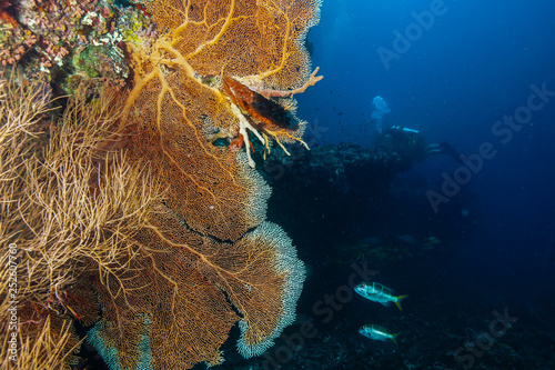 Fototapeta Naklejka Na Ścianę i Meble -  Coral Reef at the Maldives 