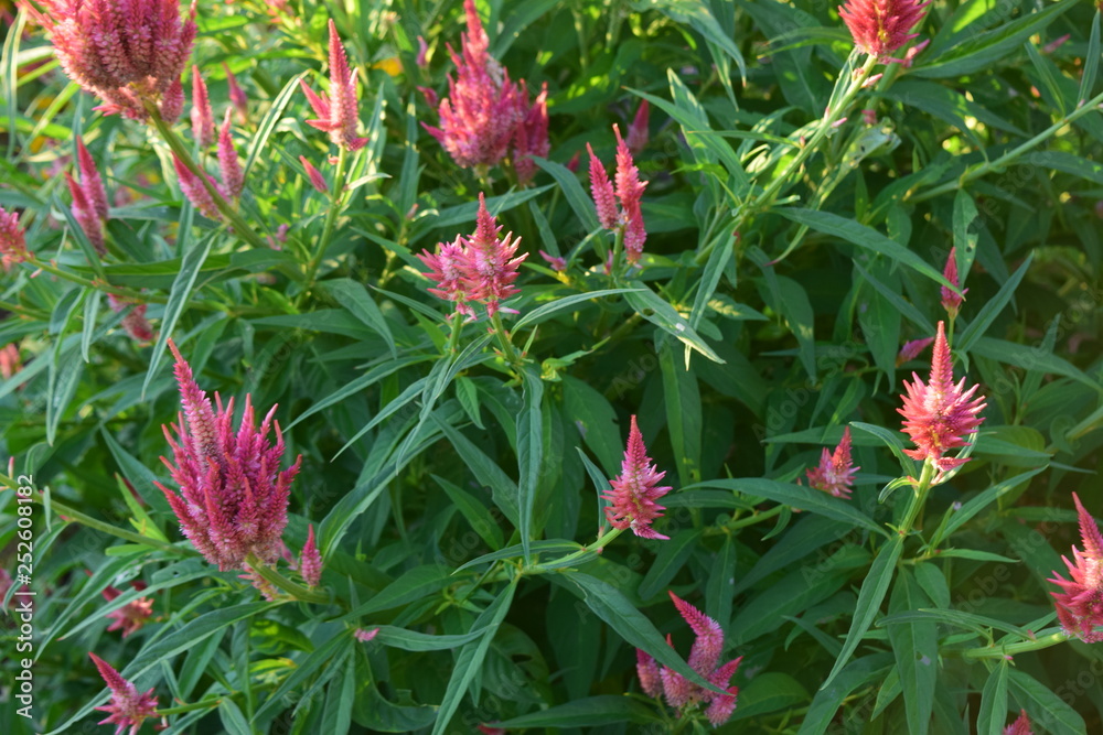 red flowers in the garden