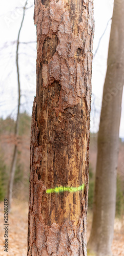 Fototapeta Naklejka Na Ścianę i Meble -  an old tree in austria with wounds and most of the bark is falling down, large