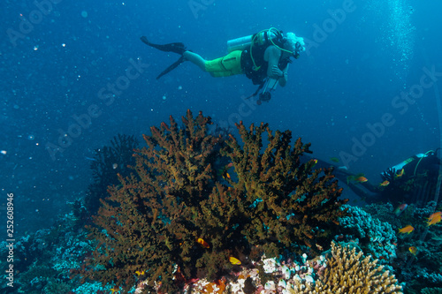 Fototapeta Naklejka Na Ścianę i Meble -  Coral Reef at the Maldives 