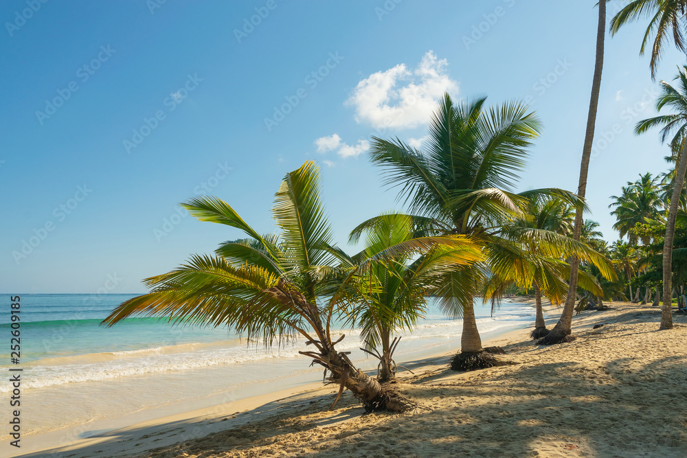 Beautiful caribbean beach landscape of sandy beach and coconut palm trees in Las Galeras-Dominican Republic. Beautiful caribbean beach landscape of sandy beach and coconut palm trees in Las Galeras-Dominican Republic.