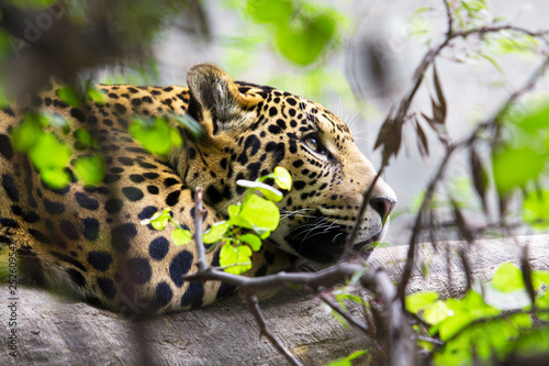 Jaguar in Tree