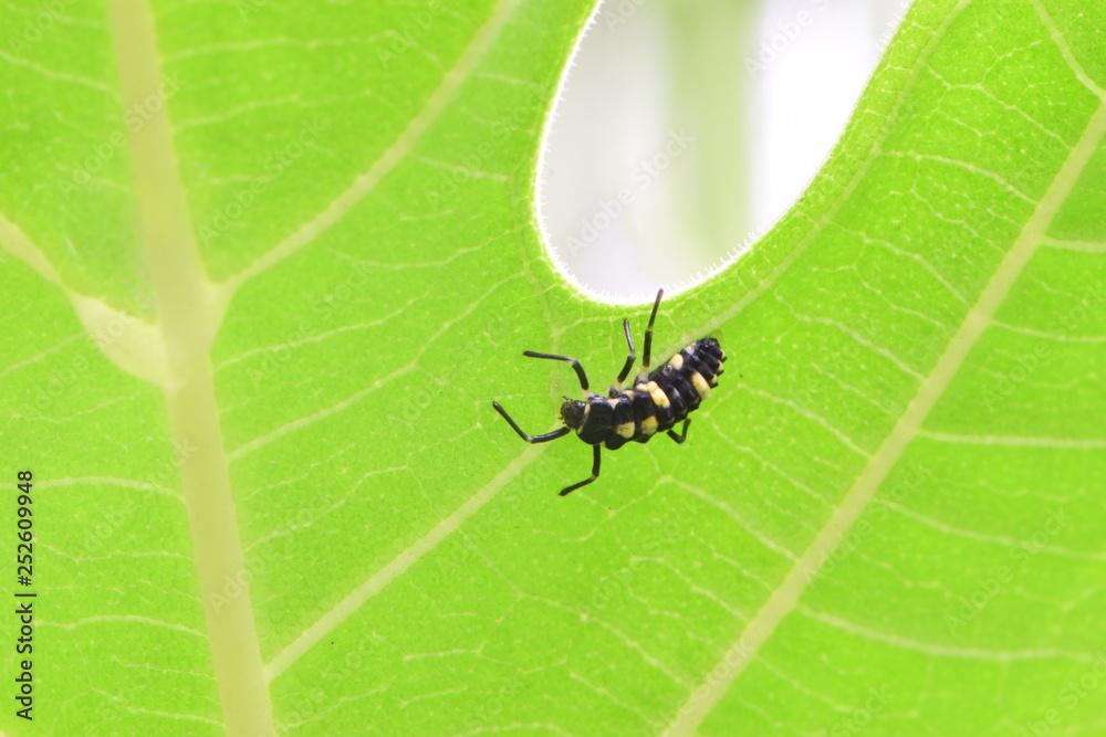 insect on a leaf