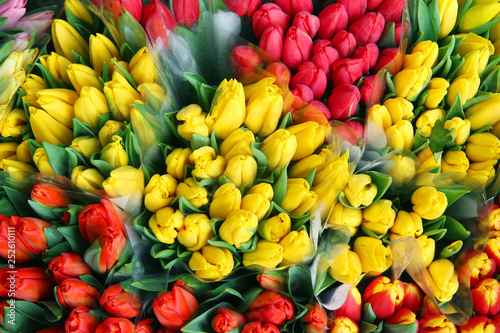 spring tulips packs of different colors photo