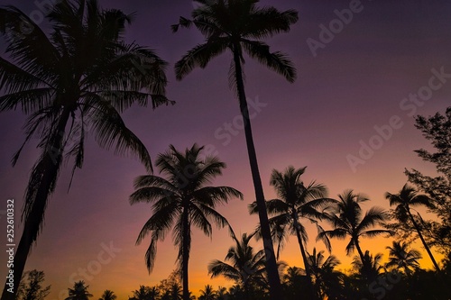palm trees and sunset