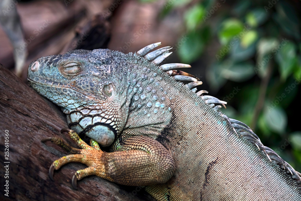 Green iguana's head. Latin name - Iguana iguana Green iguana's head. Latin name - Iguana iguana