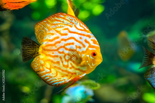 Symphysodon, known as discus, is a genus of cichlids native to the Amazon river basin in South America.