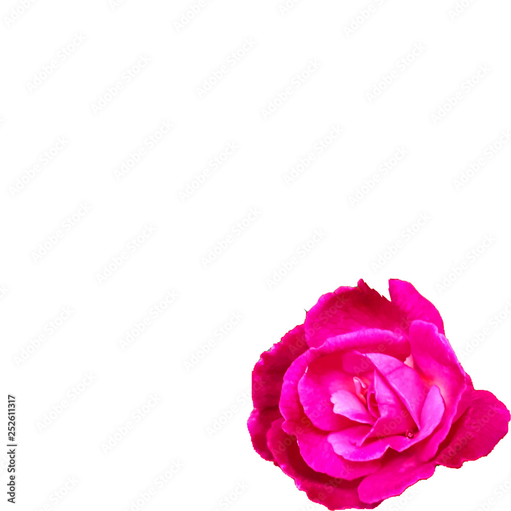 pink rose isolated on white background pink rose isolated on white background